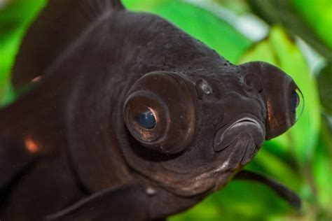Black Moor Goldfish: Info, Pictures, Care, Varieties.